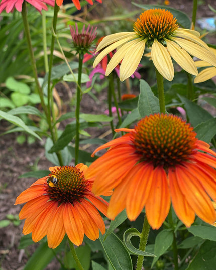 Grow: Plant the seeds for connection and future care.